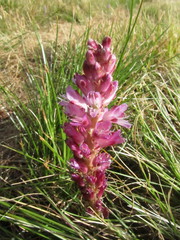 Lachenalia salteri