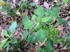 Acalypha indica indica