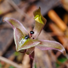 Chiloglottis gunnii