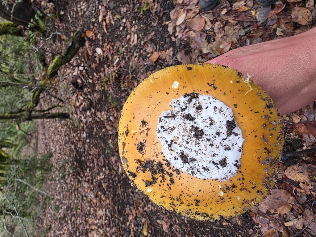 Amanita calyptroderma · November 2025 · photo: © sqshemet (iNaturalist, cc-by)