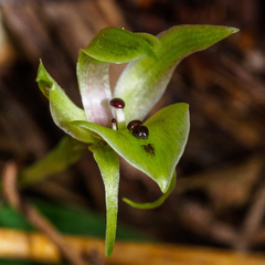 Chiloglottis gunnii