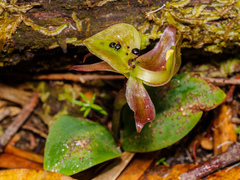 Chiloglottis gunnii