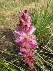 Lachenalia salteri