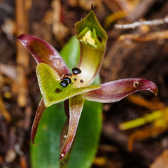 Chiloglottis gunnii