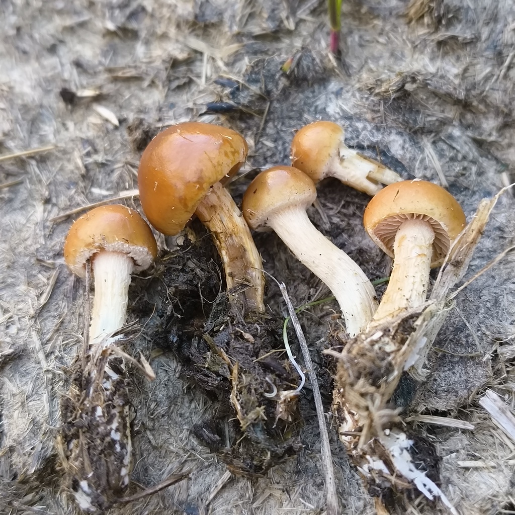 Agrocybe fimicola