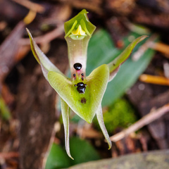 Chiloglottis gunnii