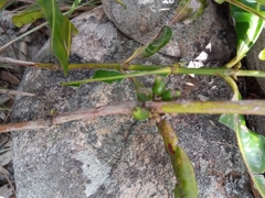 Chapelieria multiflora image