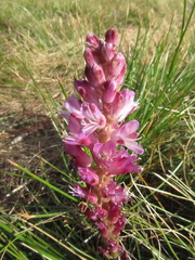 Lachenalia salteri