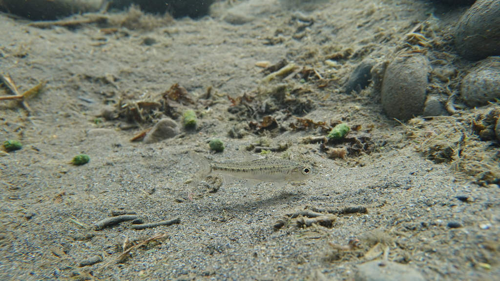 Squalidus banarescui