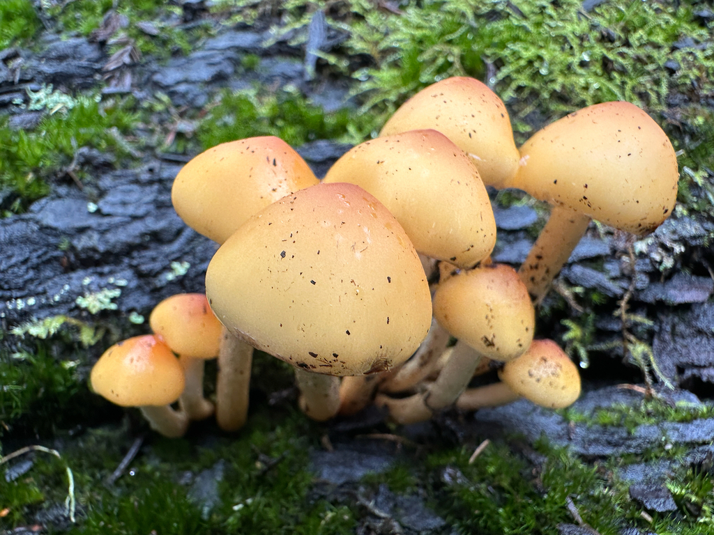 Hypholoma capnoides
