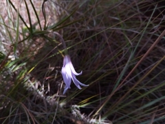 Xerophyta eglandulosa