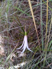 Xerophyta eglandulosa