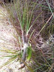 Xerophyta eglandulosa