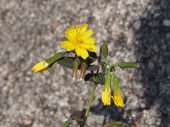 Crepidiastrum denticulatum