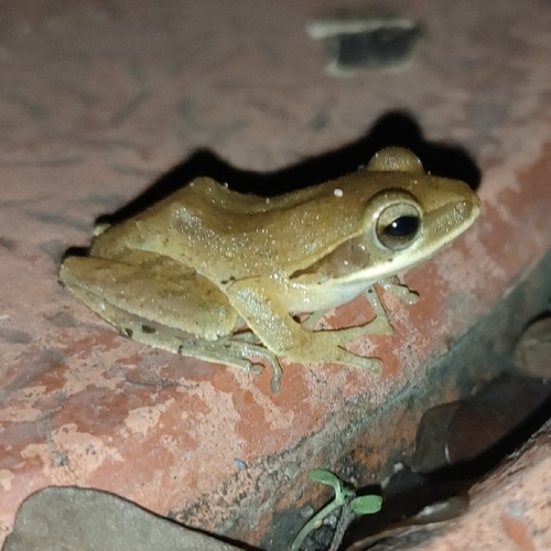 Chunam Tree Frog