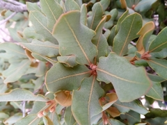 Beilschmiedia microphylla image
