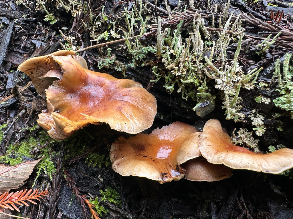 Hypholoma capnoides · November 2025 · photo: © joemammaba (iNaturalist, cc-by-nc)
