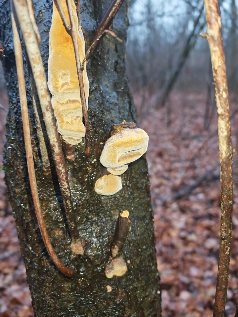 Phellinus pomaceus · November 2025 · photo: © p_andrey (iNaturalist, cc-by-nc)