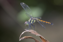 Brachydiplax farinosa