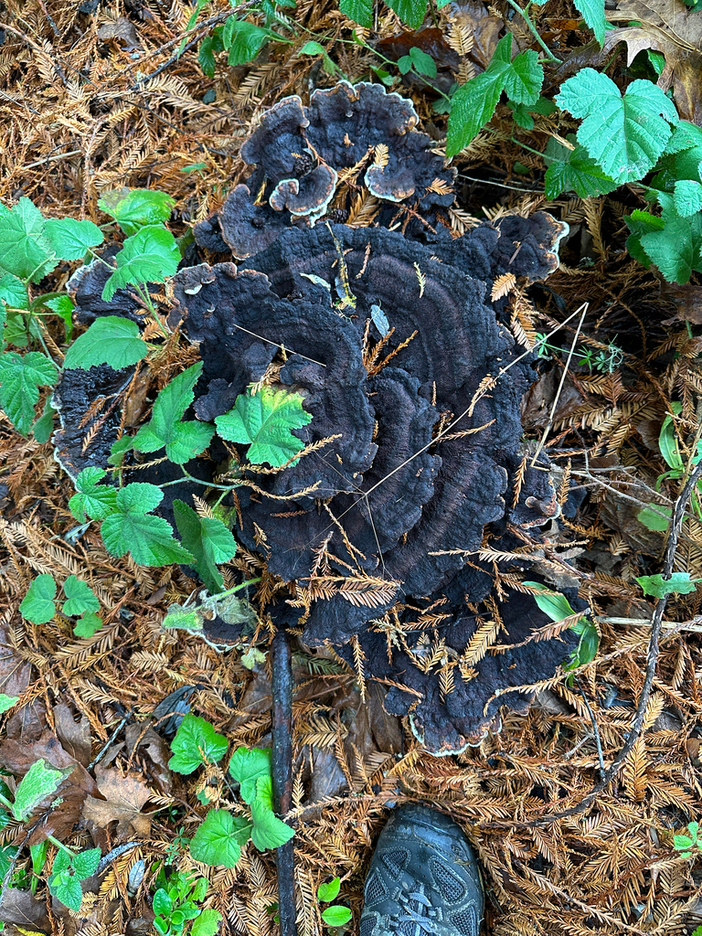 Phaeolus hispidoides · November 2025 · photo: © joemammaba (iNaturalist, cc-by-nc)