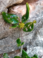 Peponidium
