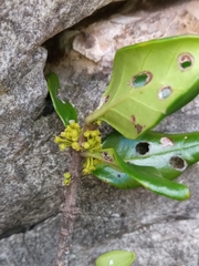 Peponidium