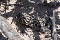 Tympanocryptis petersi