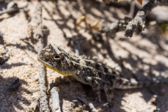Tympanocryptis petersi