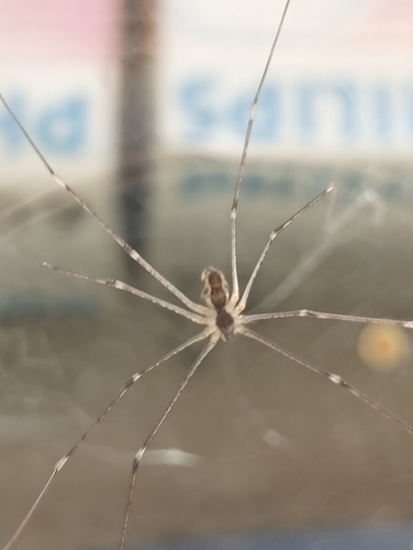 Tailed Cellar Spider