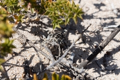 Tympanocryptis petersi