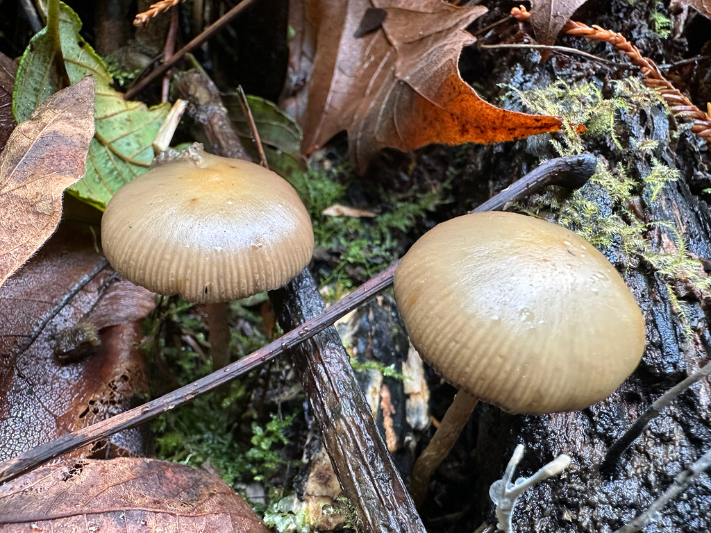 Psilocybe allenii · November 2025 · photo: © joemammaba (iNaturalist, cc-by-nc)