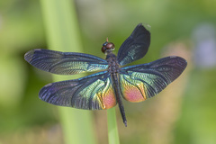 Rhyothemis plutonia