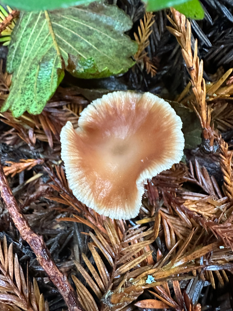 Gymnopus brassicolens · November 2025 · photo: © joemammaba (iNaturalist, cc-by-nc)