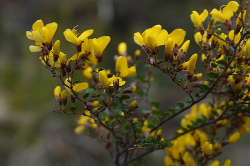leafy Bossiaea (Bossiaea foliosa)