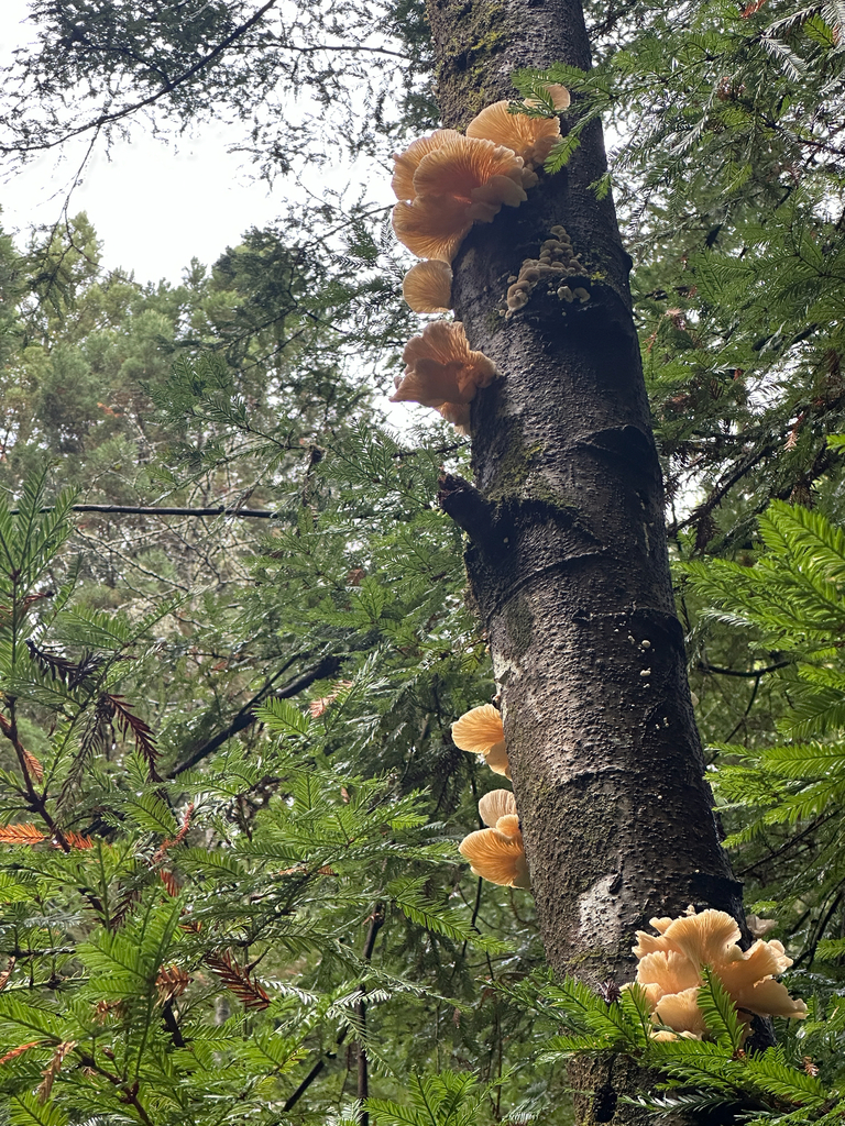 Pleurotus pulmonarius · November 2025 · photo: © joemammaba (iNaturalist, cc-by-nc)