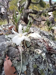 Angraecum rutenbergianum
