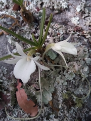 Angraecum rutenbergianum