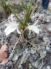Angraecum rutenbergianum