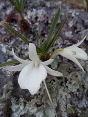 Angraecum rutenbergianum
