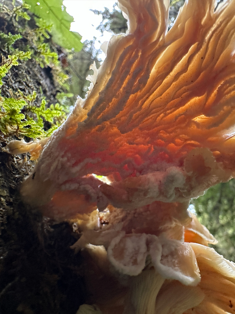 Pleurotus pulmonarius · November 2025 · photo: © joemammaba (iNaturalist, cc-by-nc)