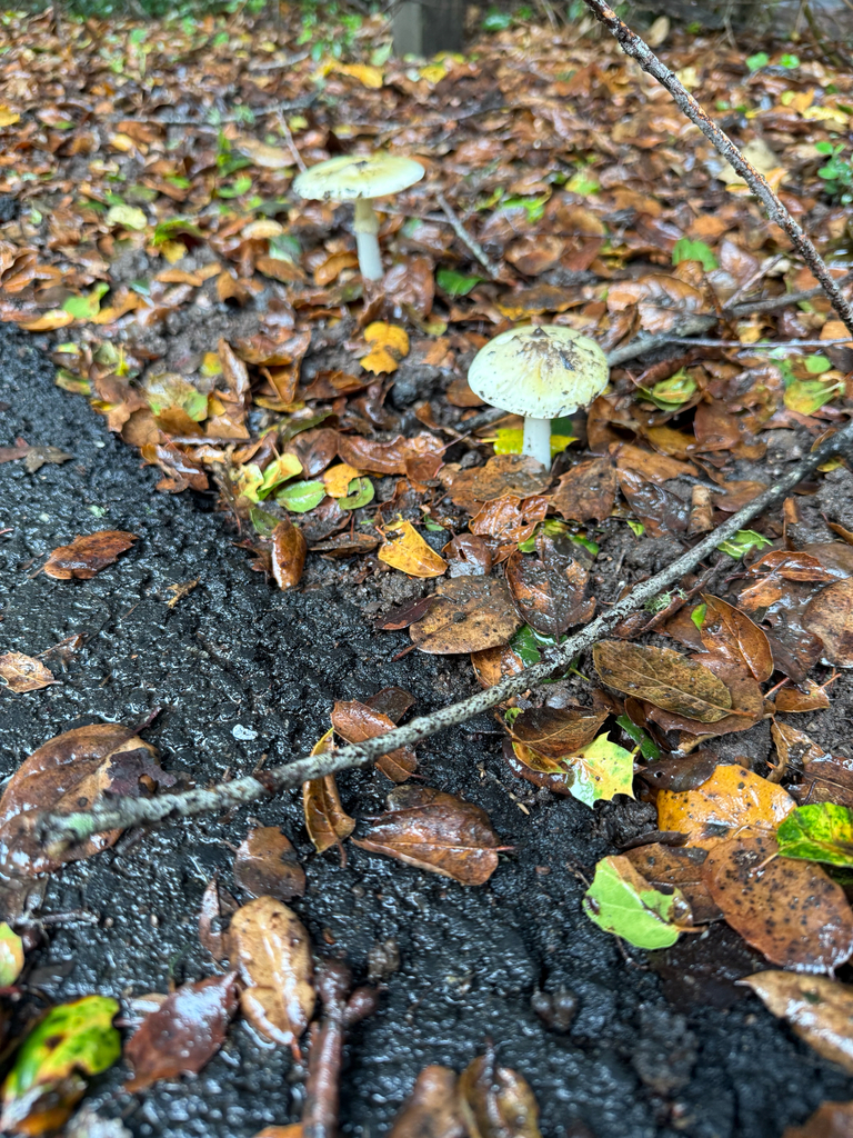 Amanita phalloides · November 2025 · photo: © marinbeenerd (iNaturalist, cc-by)
