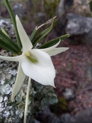 Angraecum rutenbergianum