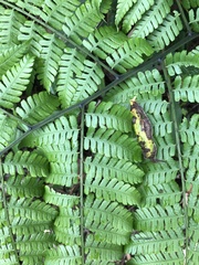 Diplazium laxifrons
