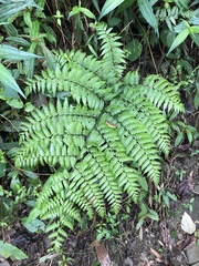Diplazium laxifrons