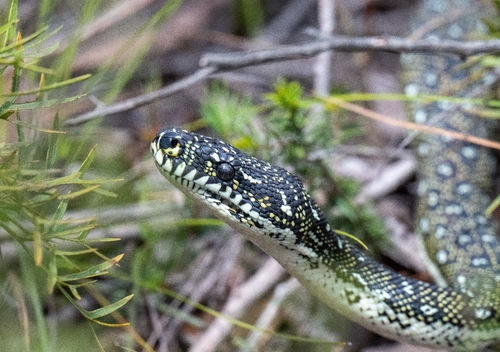 Diamond Python sighting