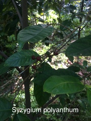 Syzygium polyanthum