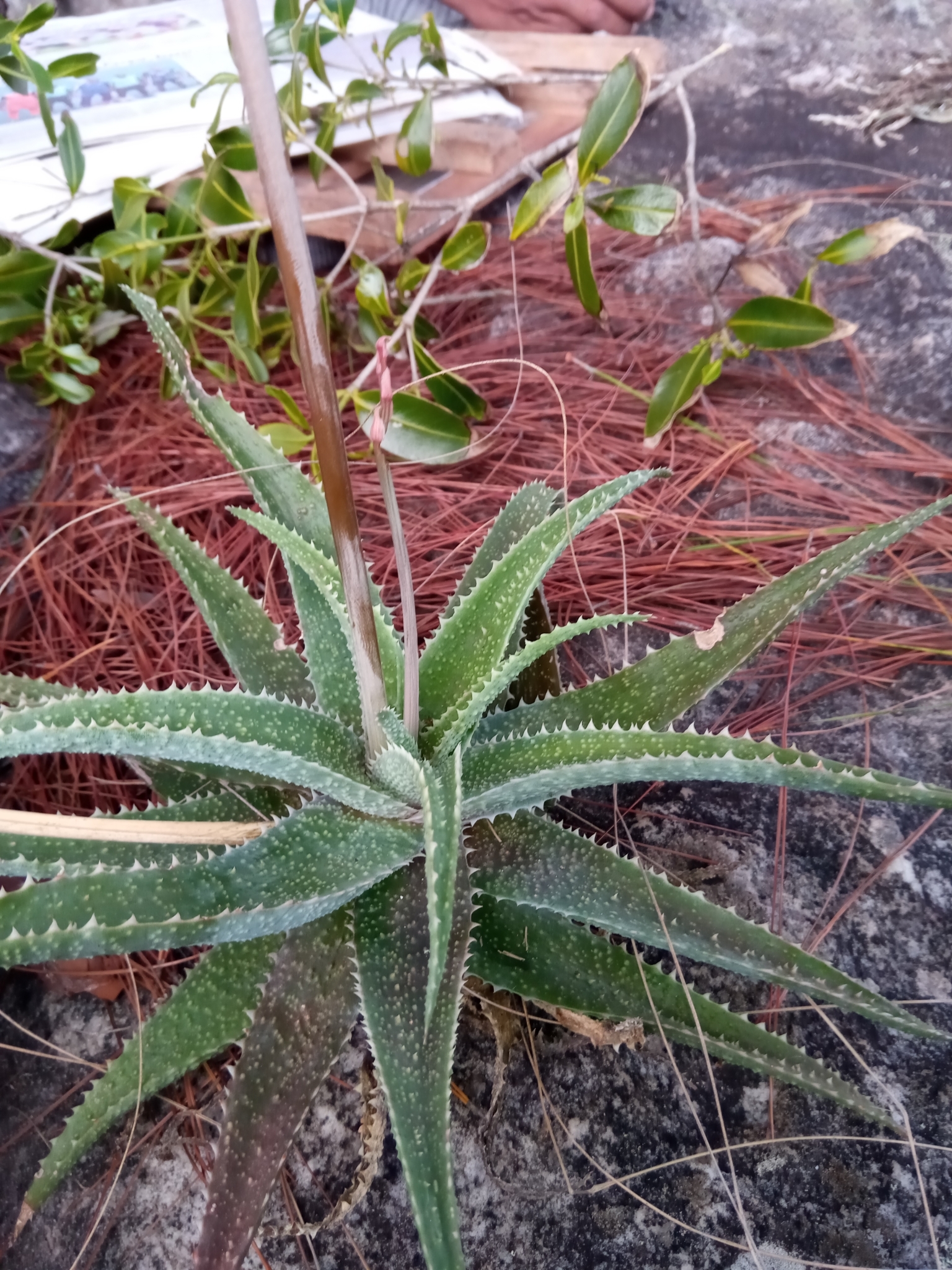 Aloe pseudoparvula