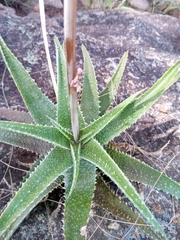 Aloe pseudoparvula image