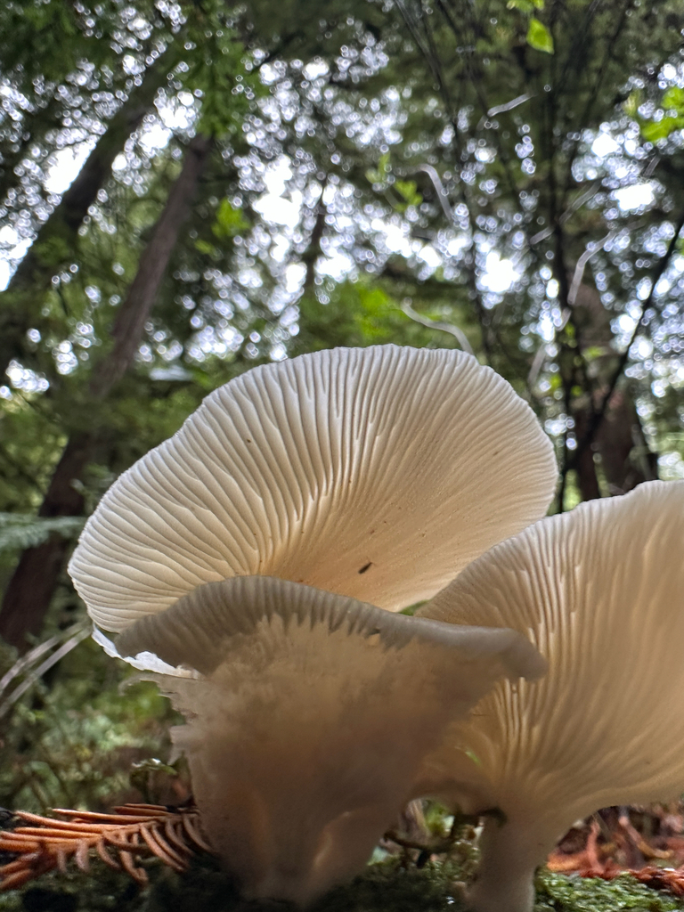 Pleurotus pulmonarius · November 2025 · photo: © joemammaba (iNaturalist, cc-by-nc)