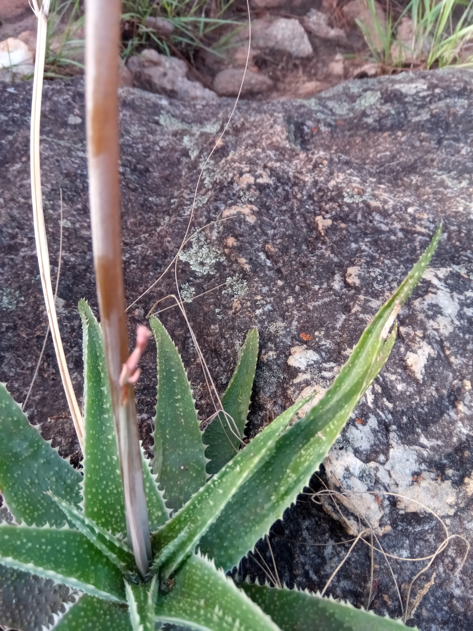 Aloe pseudoparvula